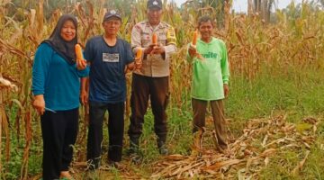 Hasilkan 4 Ton dari 1 Hektar,Panen Jagung Giri Sako Kuansing Sukses Dukung Asta Cita