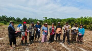 Polsek Kubu Perluas Pengawasan Ketahanan Pangan,Pantau Perkembangan Jagung.