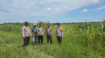 Kapolsek Bangko Tinjau Program Ketapang di Suak Air Hitam, Jagung Berpotensi Panen Melimpah