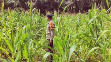 Dukung Asta Cita, Polsek Sabak Auh Pantau Tanaman Jagung Pipil di Lahan 1 Hektare