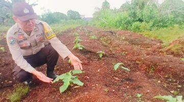 Polsek Teluk Meranti Sulap Lahan Kosong Jadi Kebun Terong, IPDA Vicki Rizky Ajak Warga Manfaatkan Pekarangan