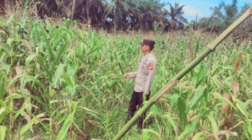 Polisi Turun ke Kebun: Kontur Tanah Pasir Jadi Tantangan Bhabinkamtibmas Sabak Auh Rawat Jagung Asta Cita 