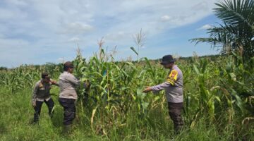 Polri dan Petani Bersinergi, Program Ketapang Rohil Jadi Pilar Swasembada Pangan Nasional