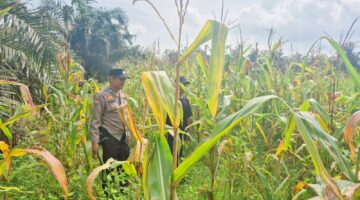 Pangan Lokal Dikawal: Polsek Sabak Auh Cek Lahan Jagung Pipil 1 Hektare Dukung Asta Cita