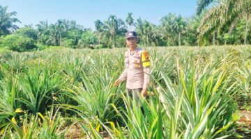 Pangan Jadi Prioritas: Bhabinkamtibmas Teluk Meranti Dampingi Warga Menuju Swasembada Nanas