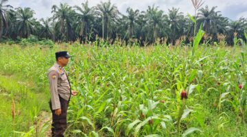 Asta Cita di Jalankan: Polsek Sabak Auh Pantau Kebun Jagung Pipil 1 Hektare Dukung Ketahanan Pangan