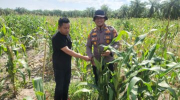 Kapolsek Kubu Lakukan Pengecekan Dan Pengawasan Ketahanan Pangan,Pantau Perkembangan Jagung