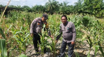 Polsek Kubu Pantau Perkembangan Tanaman Jagung Untuk Ketahanan Pangan.