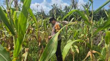 Dukung Swasembada Pangan: Bhabinkamtibmas Sabak Auh Kawal Jagung Pipil 1 Hektar Usia 78 Hari di Lahan Mineral