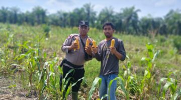 Polsek Kubu Berhasil Panen Jagung Hasil Program Ketahanan Pangan Kuartal I Tahun 2026.