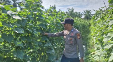 Polsek Kubu Pantau Perkembangan Tanaman Timun Dalam Program Ketahanan Pangan.