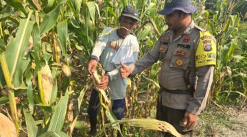 Dorong Swasembada Pangan, Polsek Bangko Pastikan Program Jagung Ketapang Berjalan Maksimal