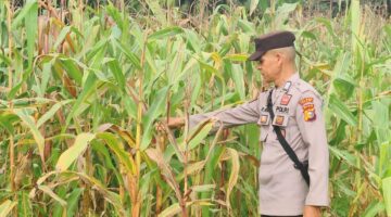 Kawal Swasembada Pangan Asta Cita, Polsek Sabak Auh Rutin Cek Jagung Pipil Petani Usia 79 Hari