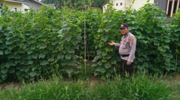 Polsek Kubu Gelar Pemantauan Perkembangan Tanaman Timun Bersama Petani.