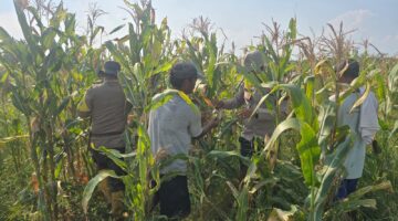 Bersama Petani, Polsek Bangko Optimistis Program Ketahanan Pangan di Pekaitan Semakin Menjanjikan