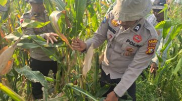 Kapolsek Bangko Tinjau Lahan Jagung Ketahanan Pangan di Suak Air Hitam, Pertumbuhan Tanaman Dinilai Sangat Baik