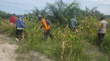 Ketahanan Pangan Rohil Berbuah Hasil, Tanaman Jagung di Pekaitan Bersiap Dipanen