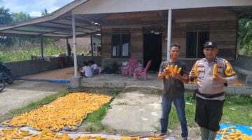 Polsek Kubu Pantau Proses Pemipilan Dan Penjemuran Hasil Panen Jagung Program Katahanan Pangan