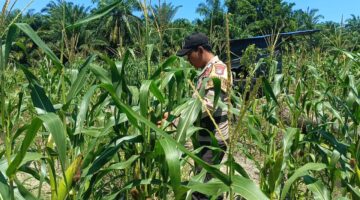 Polsek Kubu Lakukan Pemantauan Perkembangan Tanaman Jagung Bersama Petani.