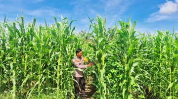Tanam Pangan Jagung Sukaraja, Polsek LTD Optimal Dukung Swasembada Pangan 