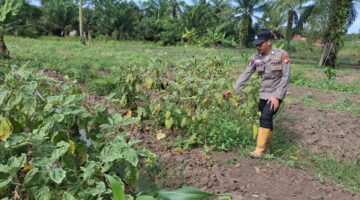 KA SPK Polsek Kubu Pantau Perkembangan Tanaman Terong Program Ketahanan Pangan.