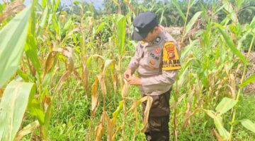 Tanaman Pangan Jagung 84 Hari Sabak Auh Tumbuh Baik