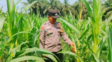 Polsek KKH Cek Tanaman Jagung di Desa Simalinyang: Program Ketahanan Pangan Berlanjut
