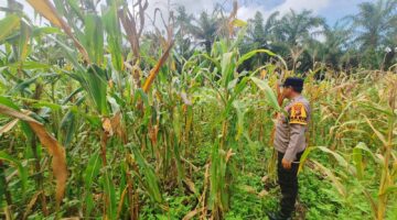 86 Hari Jagung Pipil Polsek Sabak Auh Asta Cita Panen Masih Prediksi