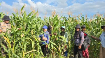 Polsek Bangko Perkuat Ketahanan Pangan, Kawal Program Swasembada Jagung di Pekaitan