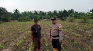 Polsek Kubu Pantau Perkembangan Tanaman Jagung Di Sungai Lilin, Jaga Ketahanan Pangan.