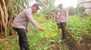 Dukung Ketahanan Pangan, Bhabinkamtibmas Polsek Teluk Meranti Cek Tanaman Cabai Warga 