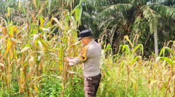 Polsek Sabak Auh Kawal Tanaman Pangan Jagung Pipil 1 Hektar Dukung Asta Cita