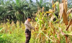 berita-pilihan-foto