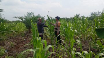 Polsek Kubu Lakukan Pengecekan Tanaman Jagung Untuk Ketahanan Pangan.