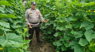Dukung Ketahanan Pangan Diwilayahnya, Polsek Kubu Pantau Perkembangan Tanaman Timun.