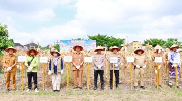 Polda Riau Jadi Mitra Petani: Panen Raya Jagung 4 Hektare Tembus 4-6 Ton Per Hektar