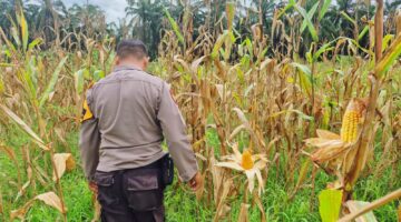 Jagung Pipil 1 Hektare di Sabak Auh Hampir Panen, Bhabinkamtibmas Polsek Sabak Auh Dampingi UPTD Pertanian