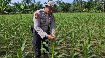 Polsek Kubu Lanjutkan Pemantauan Tanaman Jagung Guna Jaga Ketahanan Pangan.