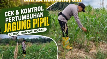 Bhabinkamtibmas Polsek Rantau Kopar Cek Dan Kontrol Perkembangan Tanaman Jagung Pipil.