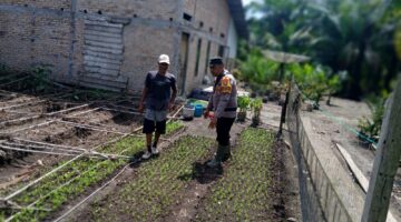 Jaga Ketahanan Pangan, Polsek Kubu Pantau Perkembangan Tanaman Bayam Bersama Petani.