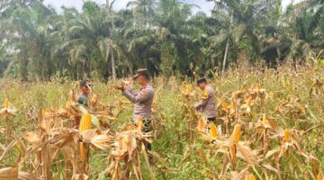 Jelang Panen Minggu Depan, Polsek Sabak Auh Awasi Pengupasan Jagung Asta Cita 1 Hektare
