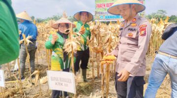 Kapolsek Tapung Hilir Turun ke Ladang, Cek Langsung Panen Jagung Pipil di PT SEBAL