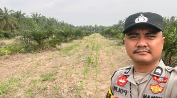 Polsek Kubu Pantau Pertumbuhan Jagung Pipil Bersama Petani, Dukung Asta Cita Swasembada Pangan.