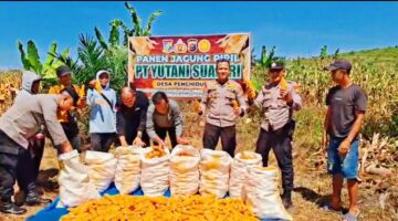Bersama Warga, Polsek Kampar Kiri Hilir Panen Jagung Pipil 2 Ton