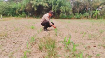 Cek Lahan Jagung, Polsek Sabak Auh Dorong Swasembada Pangan