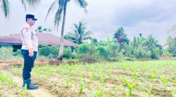 Cek Tanaman Jagung Sabak Auh Dukung Swasembada Pangan 2026