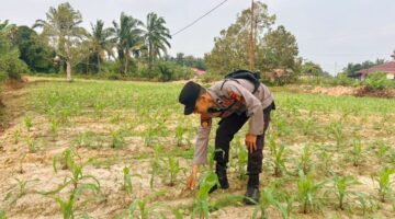 Rutin Dipantau Polsek Sabak Auh 350 Batang Jagung Usia 19 Hari