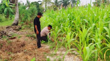 Polsek Sabak Auh Cek Lahan Jagung Pipil 58 Hari Dukung Swasembada 2026