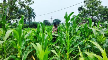 Jagung Pipil di Kampung Belading Dicek Polsek Sabak Auh Dukung Swasembada