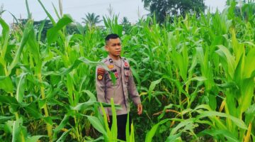 Polsek Sabak Auh Pastikan Lahan Jagung Pipil 0,5 Hektare Tumbuh Subur di Kampung Belading